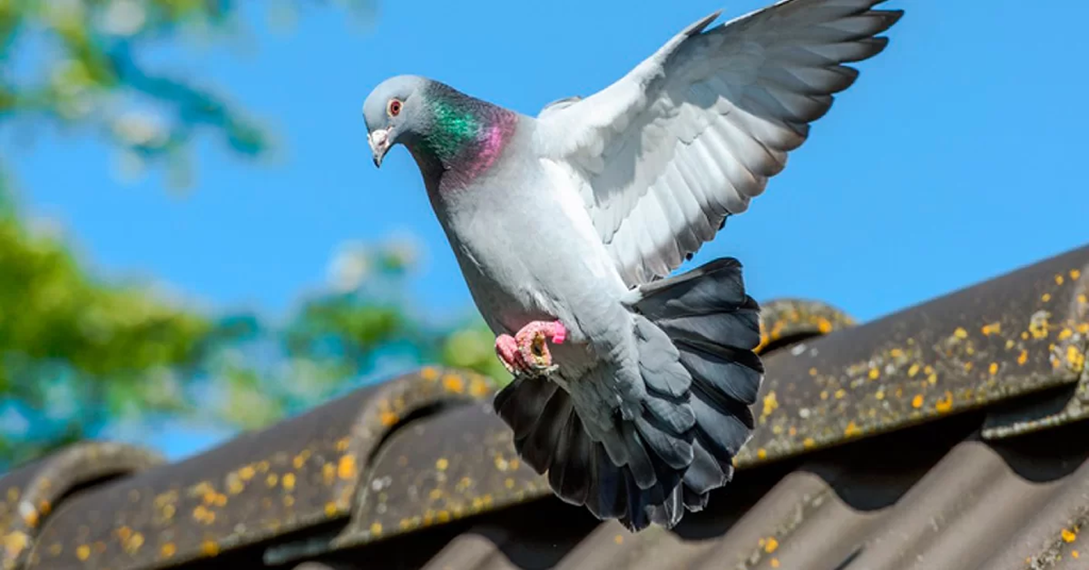 Dedetizadora de Pombos em Cajamar - SP